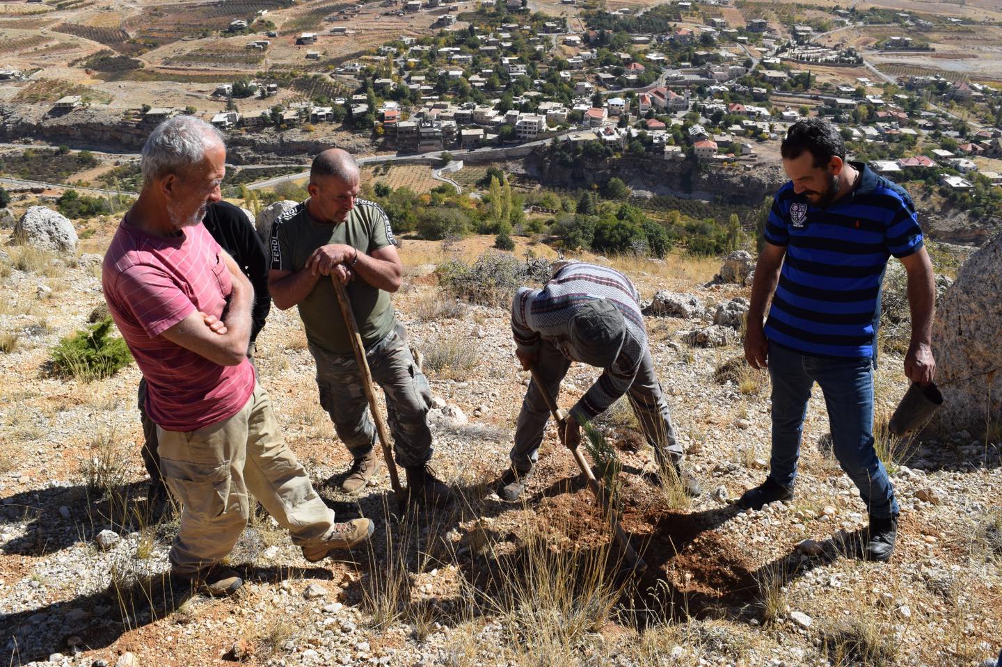 Juniperus planting day